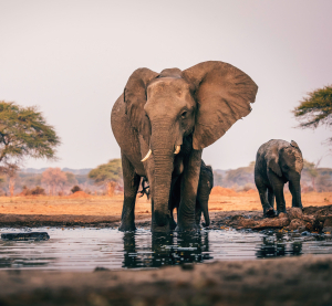 Elefantenherde trinkt an einem Wasserloch in trockener Savannenlandschaft.